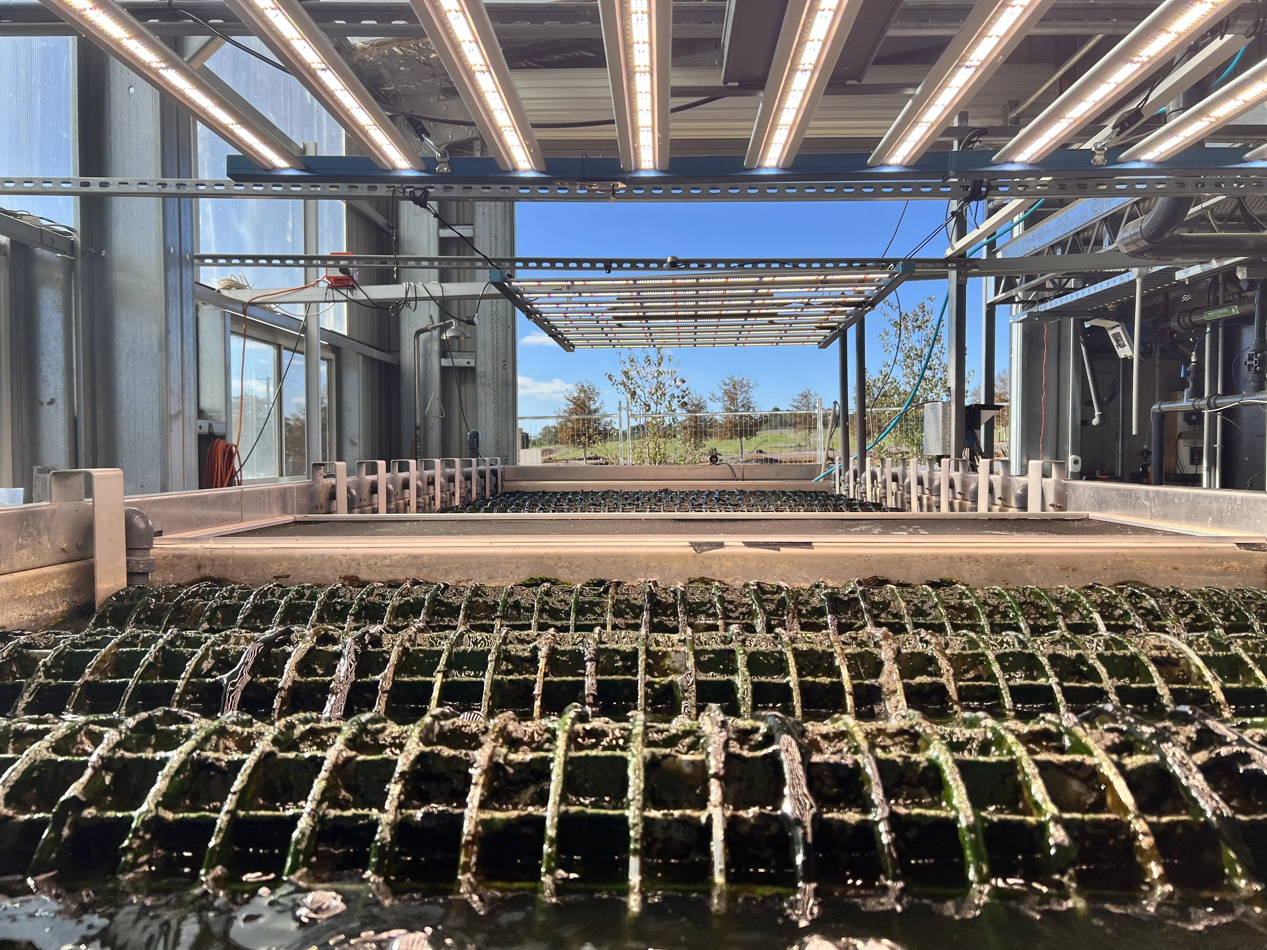 ALGAESYS Achieves DOH Validation and Verification&nbsp;