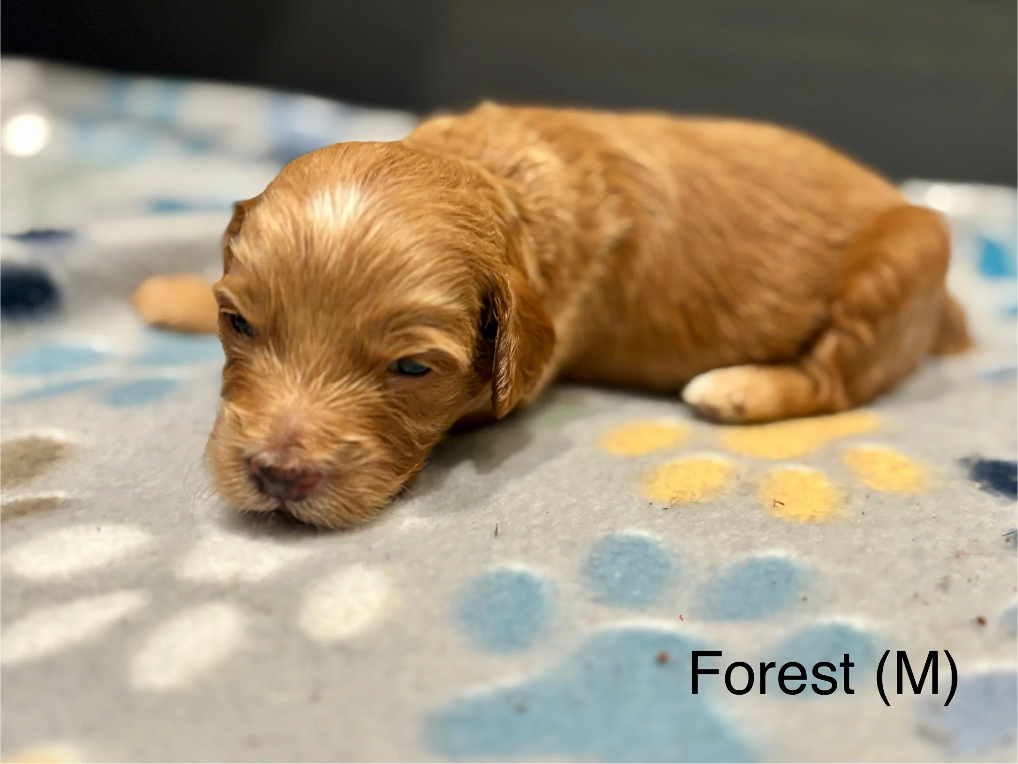 A small brown and white puppy lying on a soft blanket with colorful polka dots, labeled Forest (M).