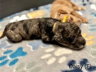 A small black puppy lying on a colorful blanket next to a light-colored puppy, both puppies are sleeping.