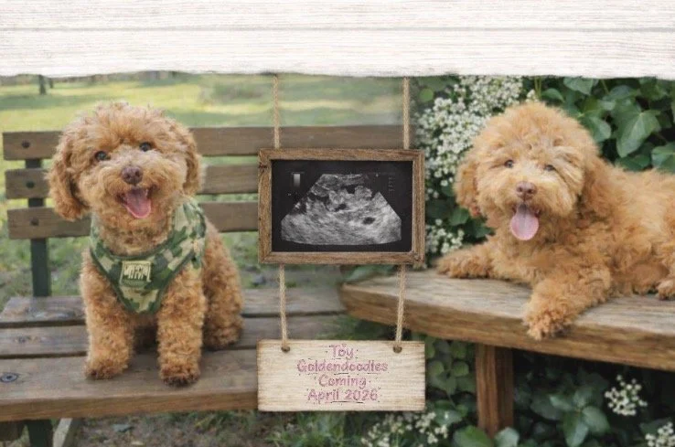 Toy Goldendoodles Puppies