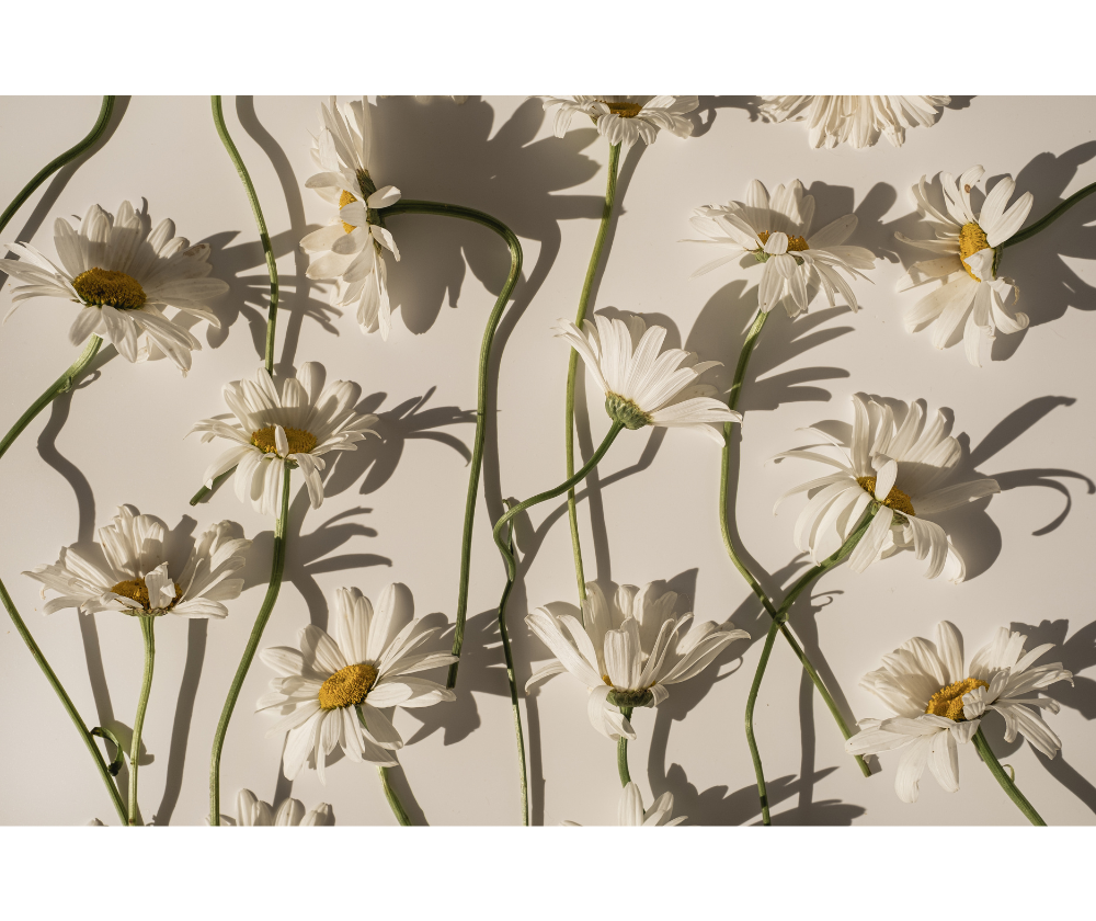 BEAN Products Official  Site｜BEAN 公式ウェブサイト