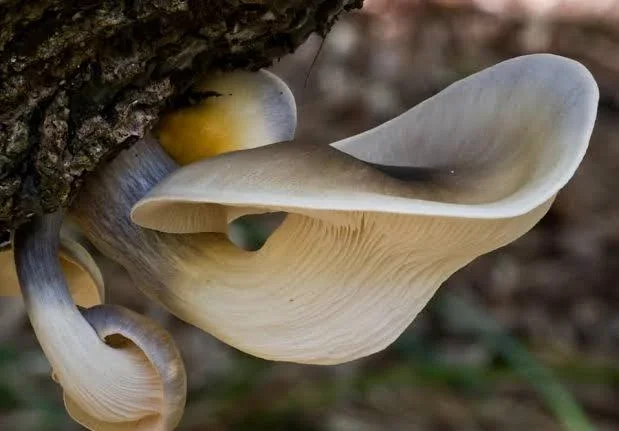 Fungi & Forests
