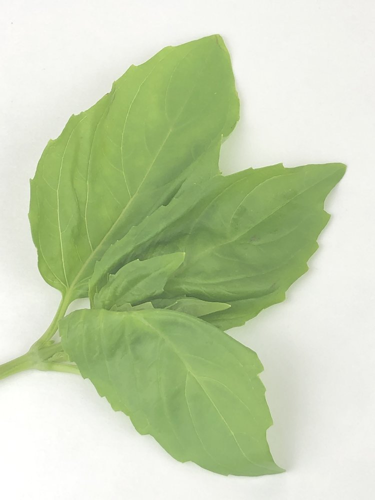 Basil+Leaf+Close+Up.jpg