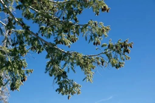 fir-douglas-510x340.jpg