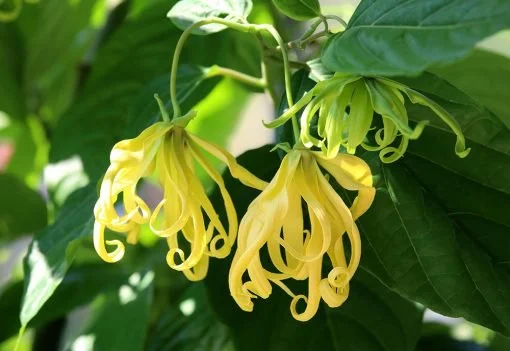 ylang-ylang-510x351.jpg