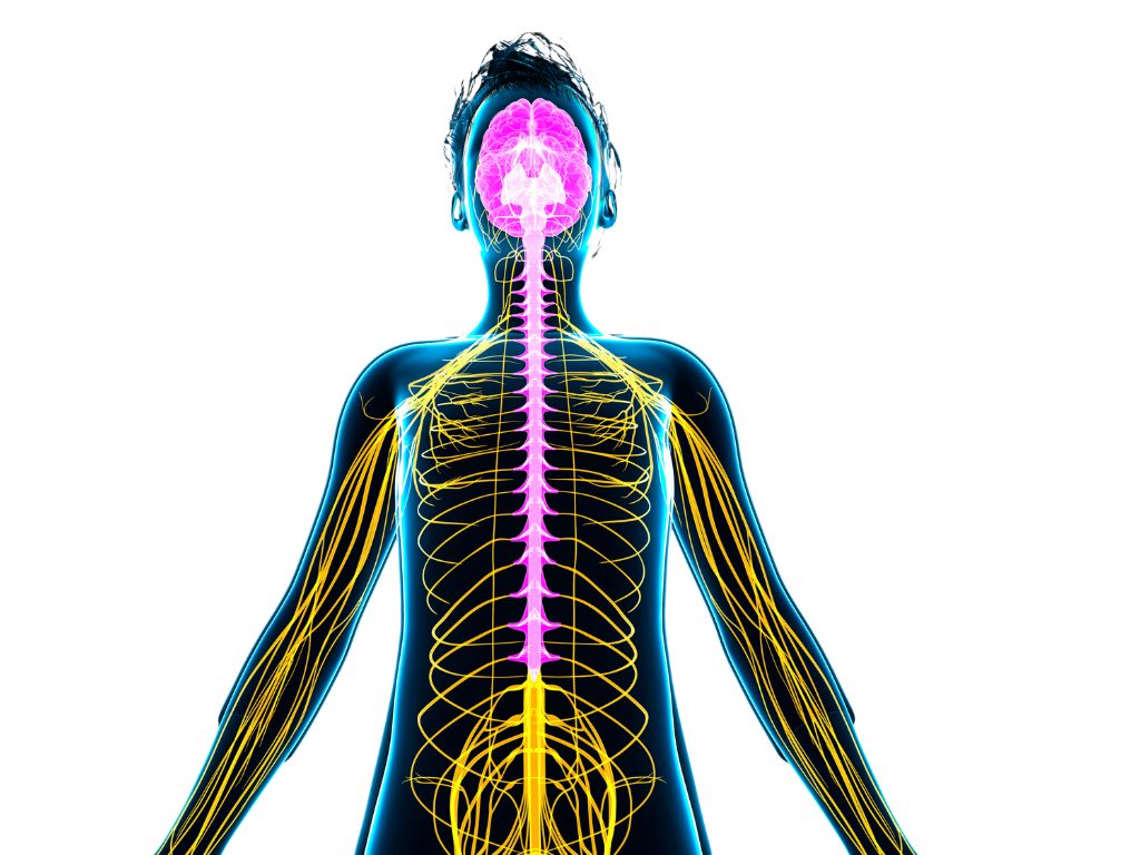 Essential Oils Don’t Need to Penetrate Deep To Be Effective