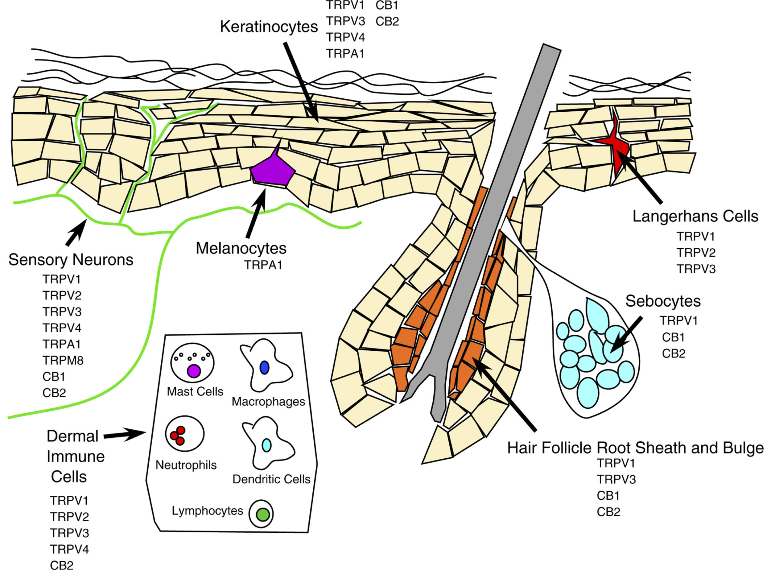 The Skin That Listens: Essential Oils and Environmental Volatiles