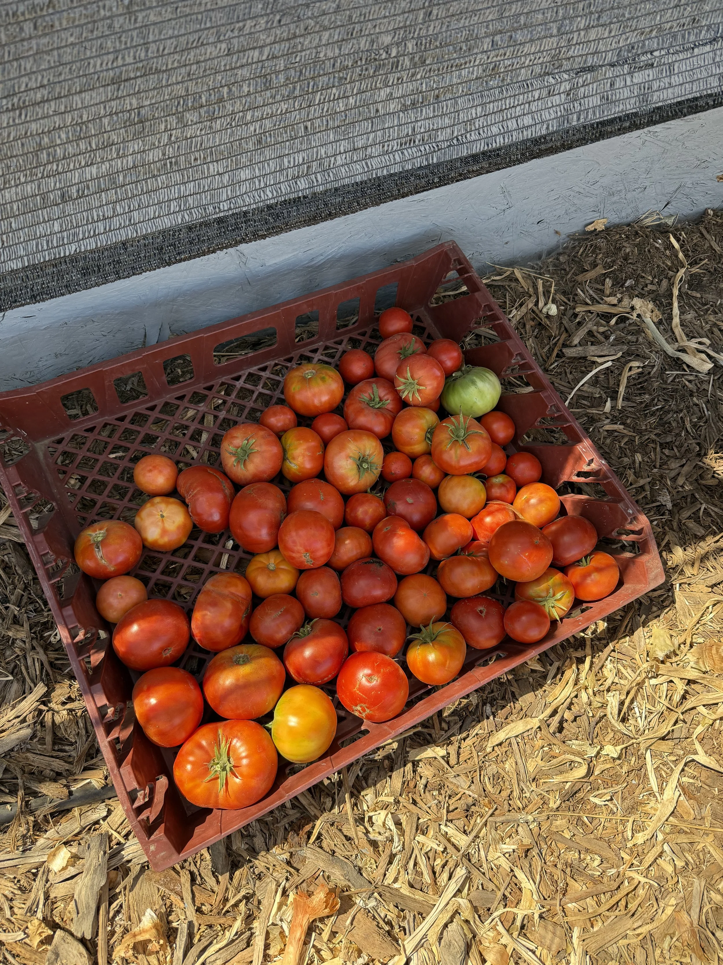 Basket of assorted ripe tomatoes on a dirt floor outside.