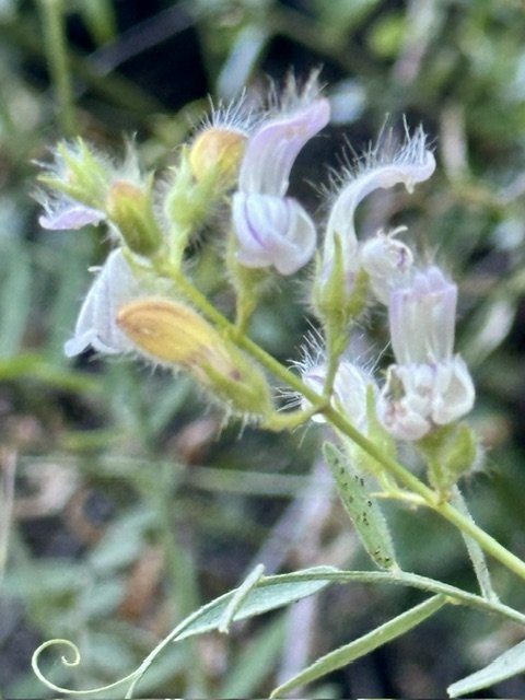 Bush Beardtongue, Keckiella breviflora 

Photo by Gretchen Paradis on the road to Tassajara
