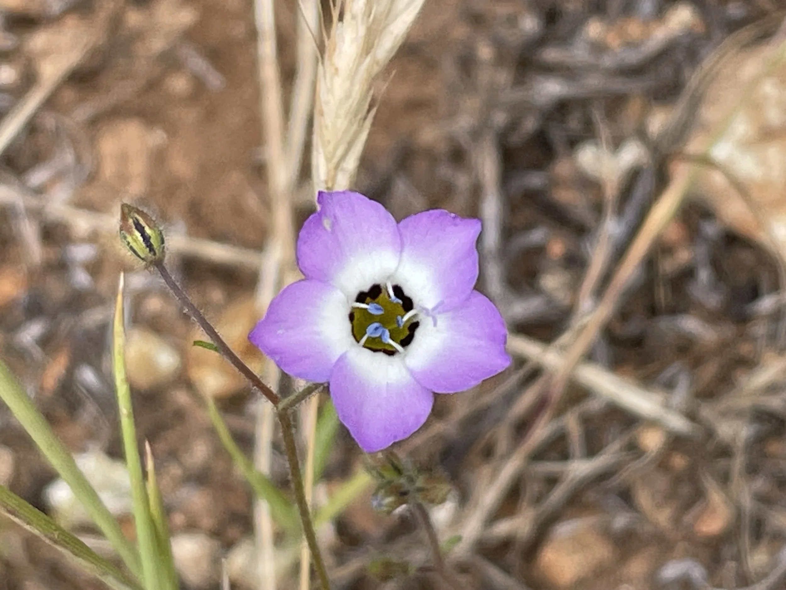 BIRDS EYE GILIA 