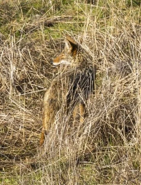 COYOTE- CREDIT: PEPPERWOOD PRESERVE, IAN NELSON