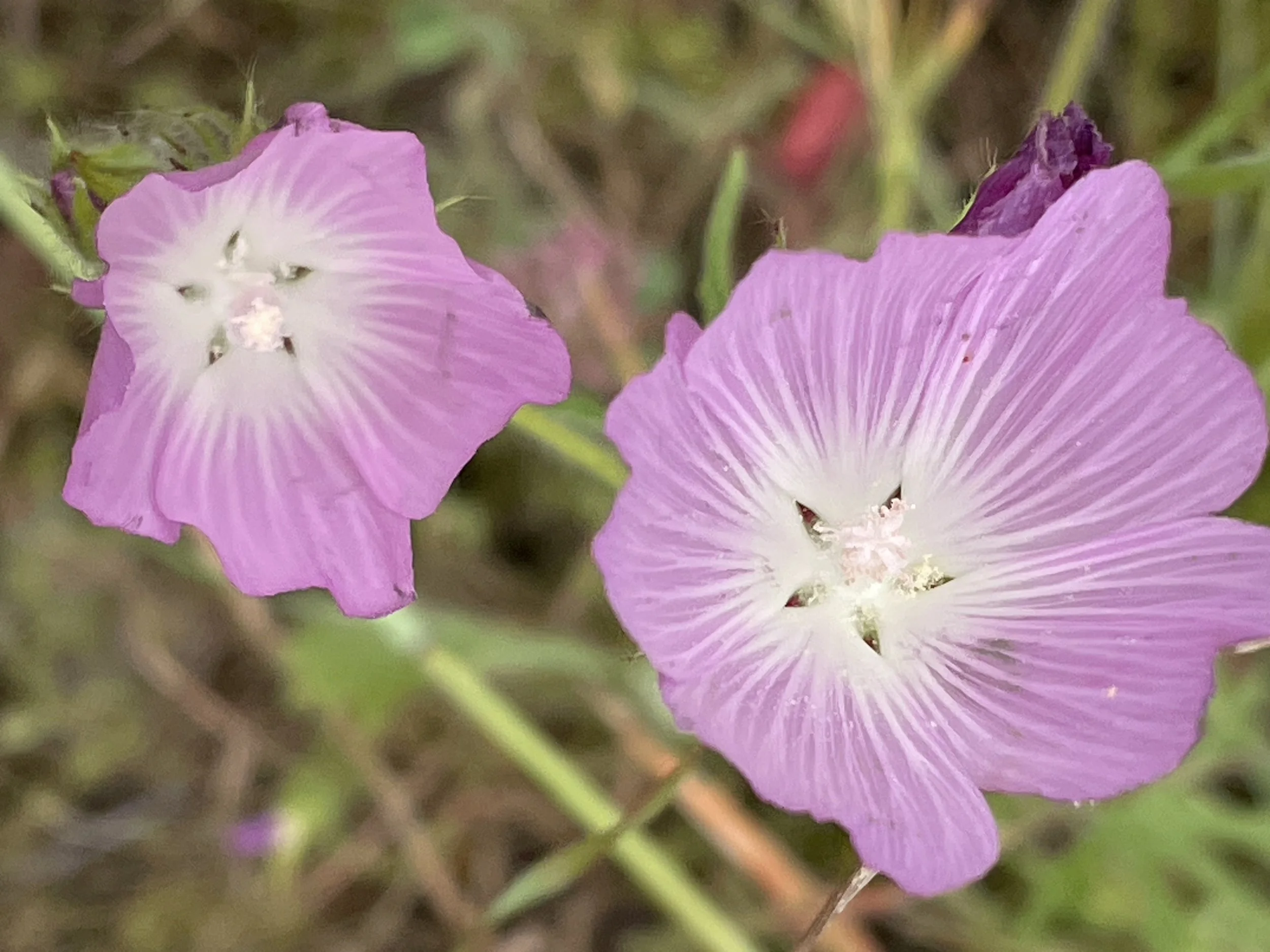 CHECKERBLOOM