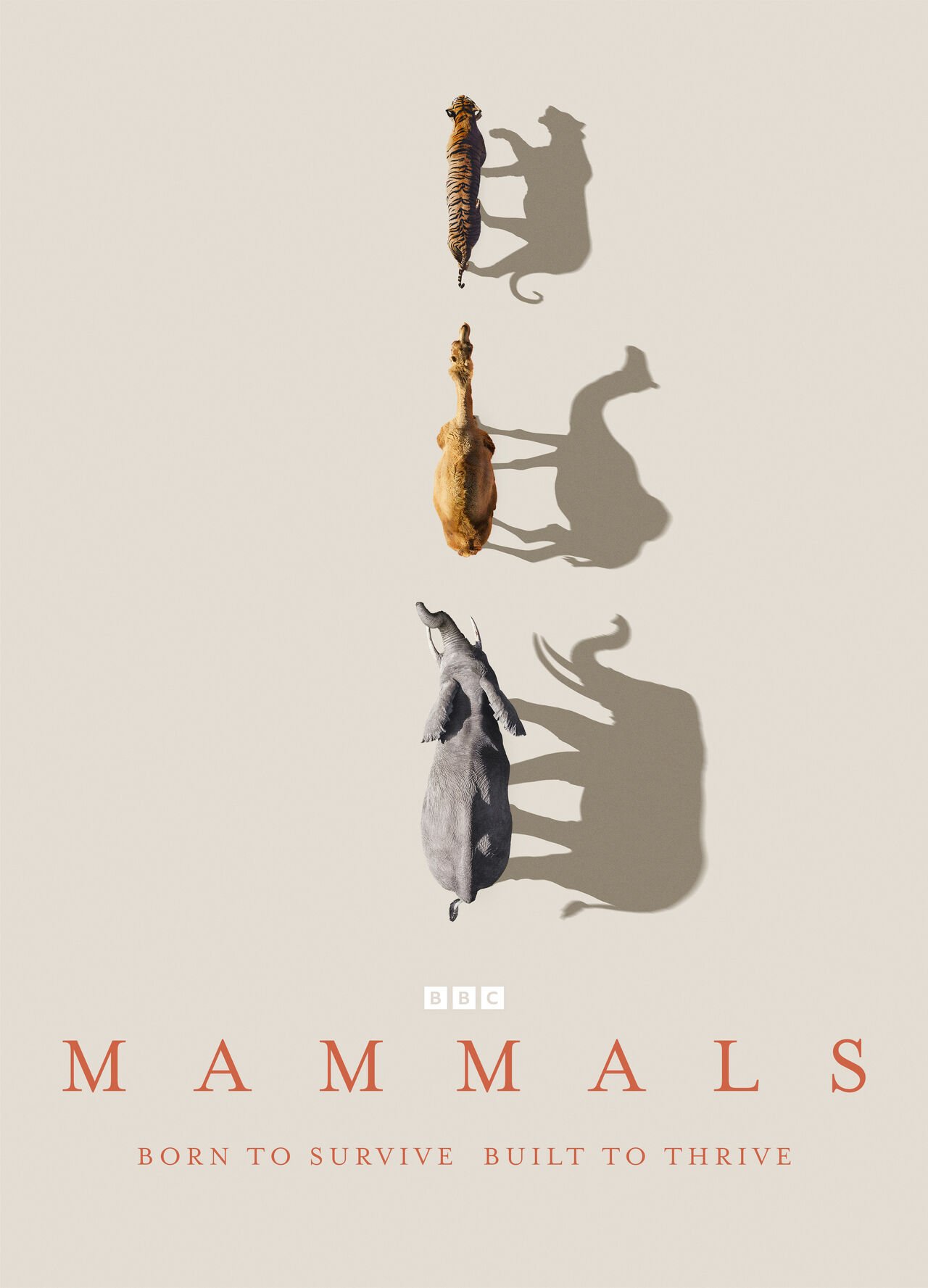 mammals (1).jpeg
