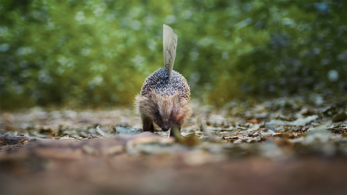 hedgehog.png