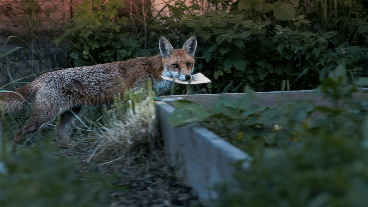 fox.png