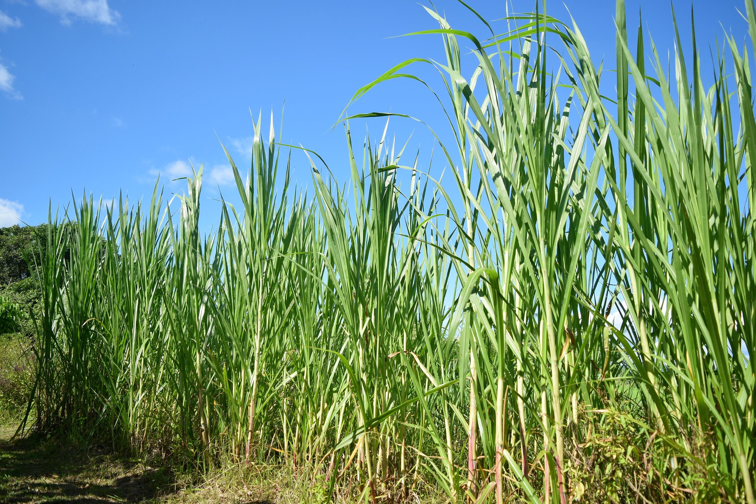 Hur C4-gräs kan bidra till att minska koldioxidhalten i atmosfären: C4-gräsets roll i kolbindningen