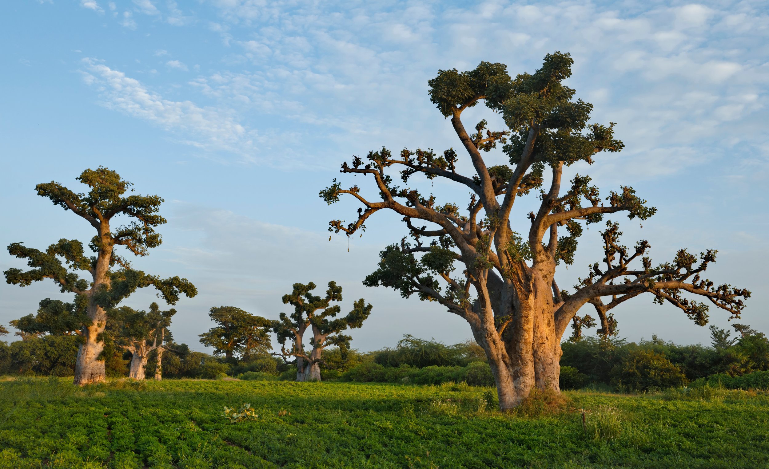 Jord i Senegal