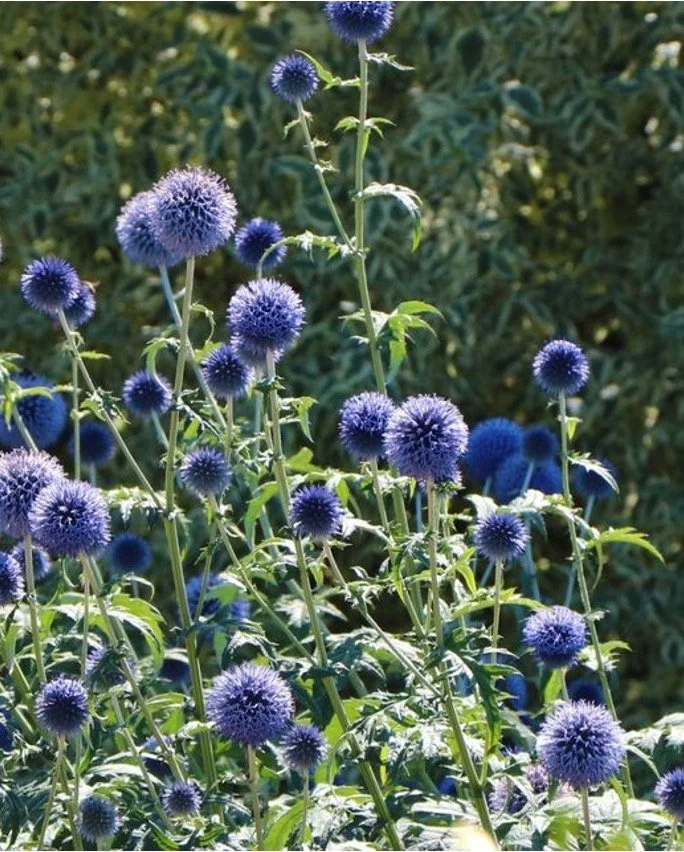 Kugeldistel.jpg