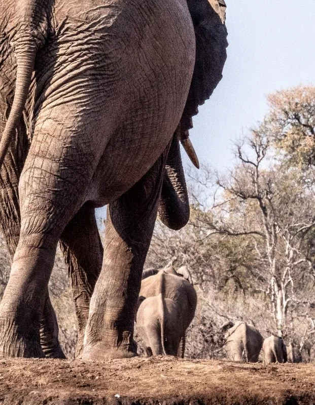 Leaving by Carole Kenny