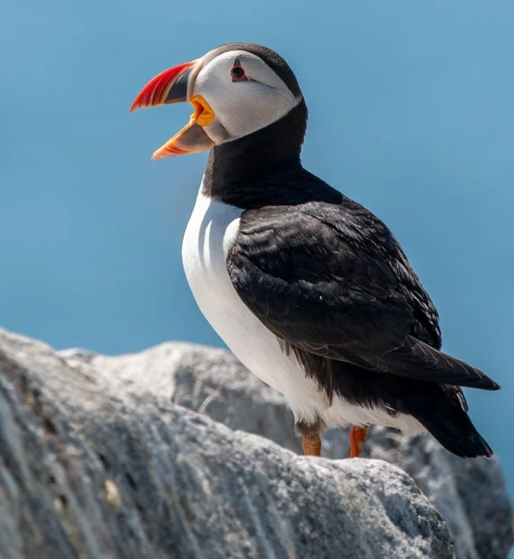 Stud Puffin by Jenn Hanley