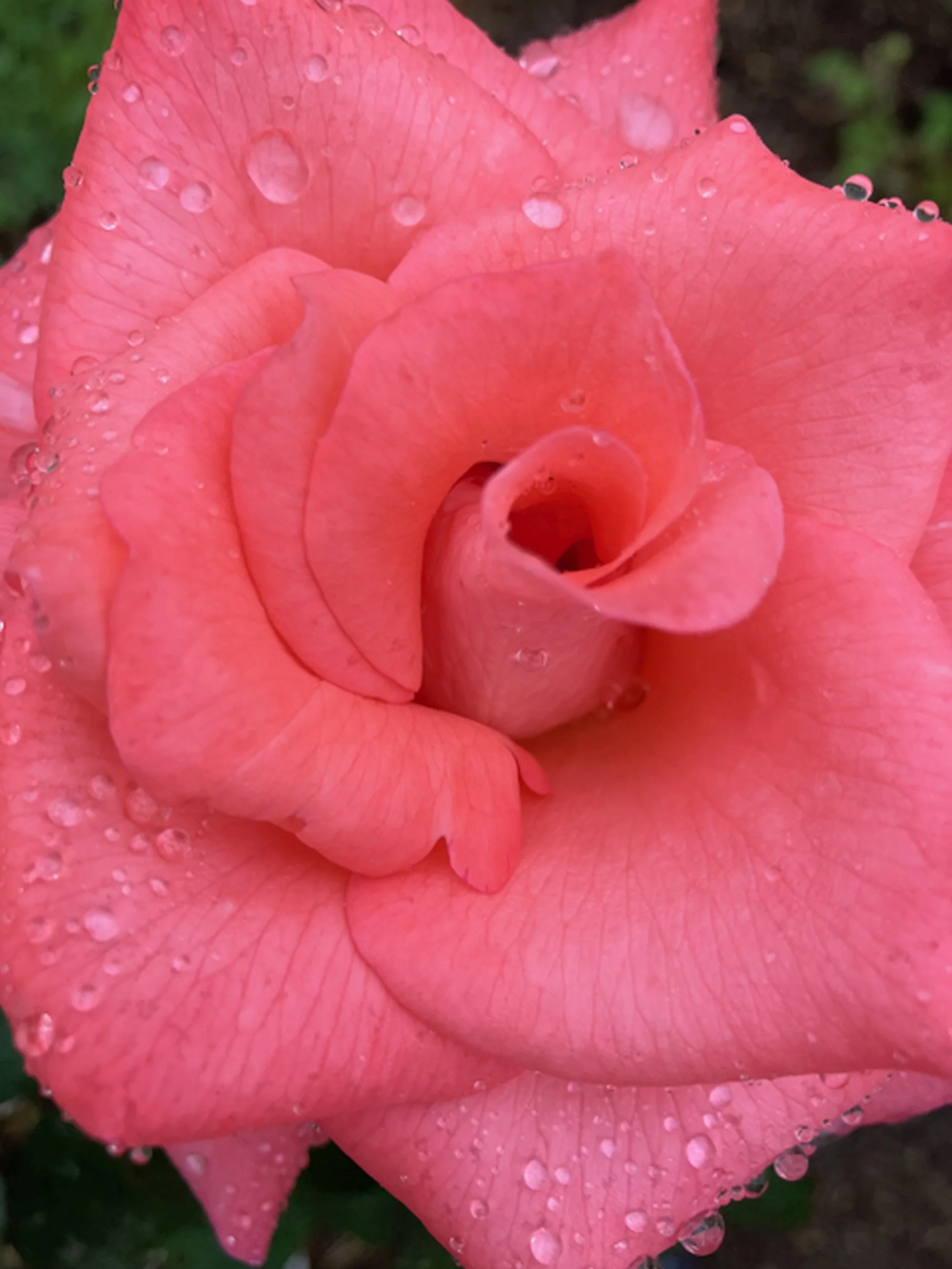 The Rose by Consuela Woodford