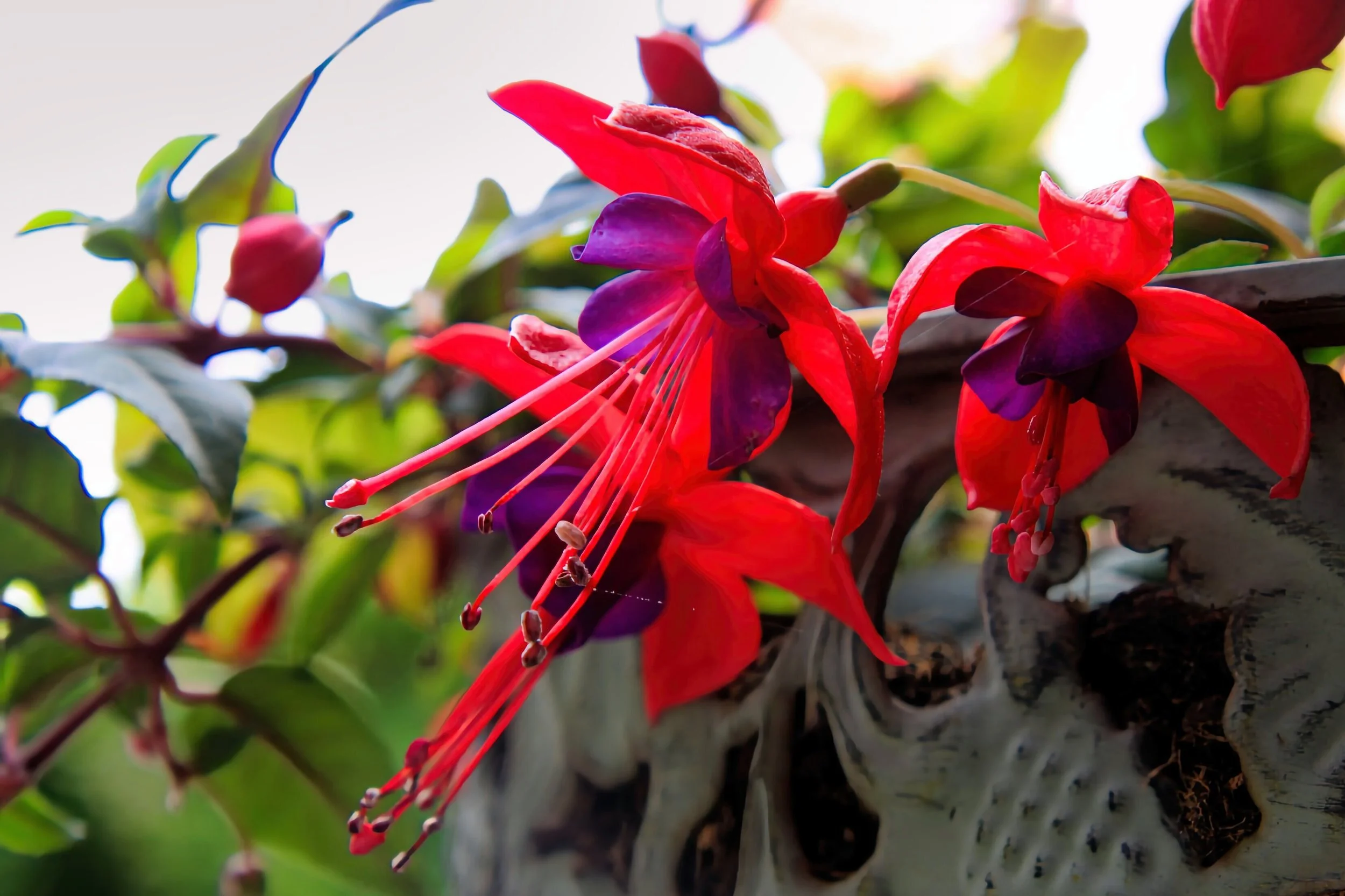 Peter_MacInnis_Blooming Fuchsia($10).jpg
