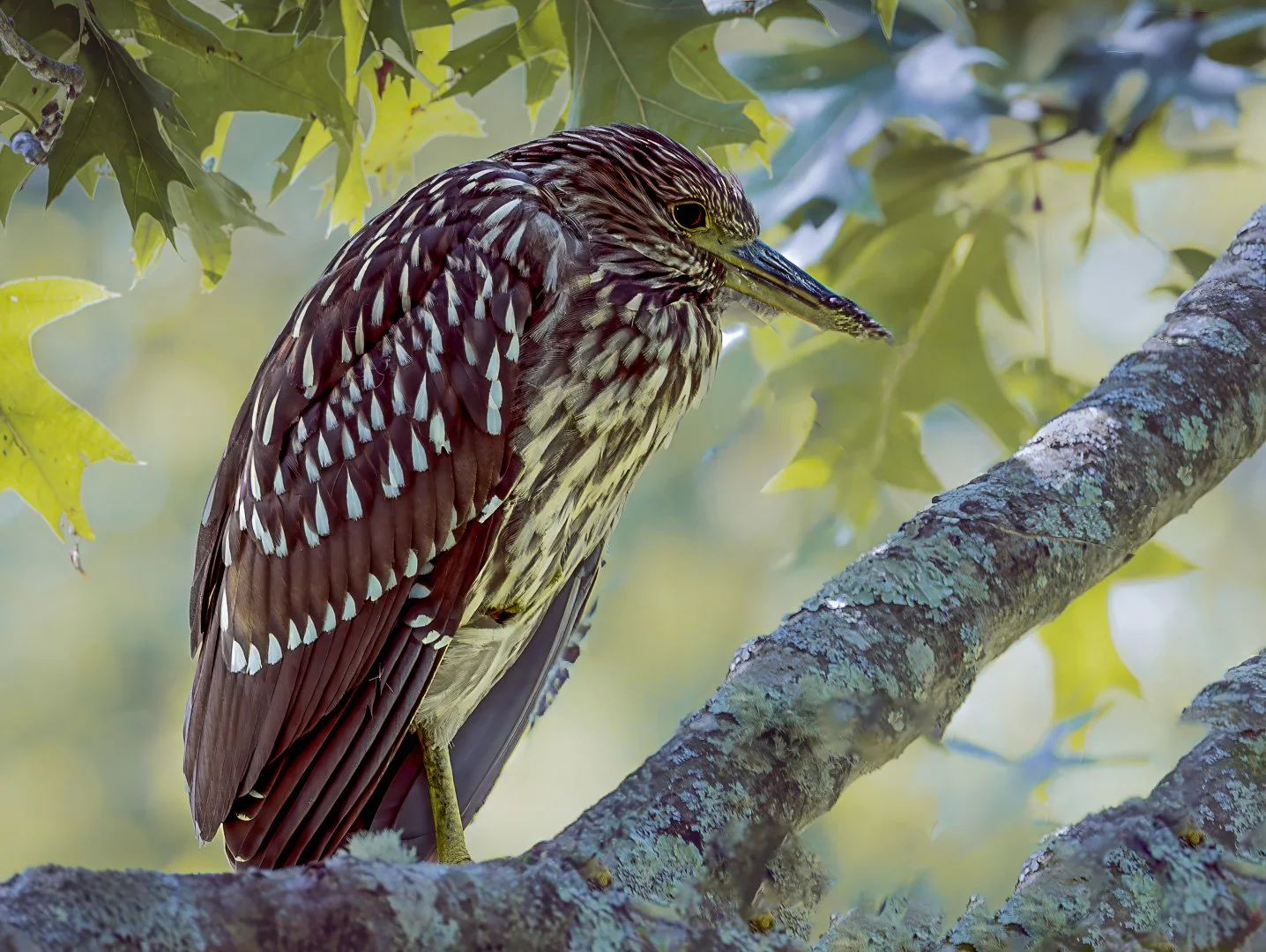 Nancy_Tynan_Juvenile Black Crested Night Heron($250).jpg