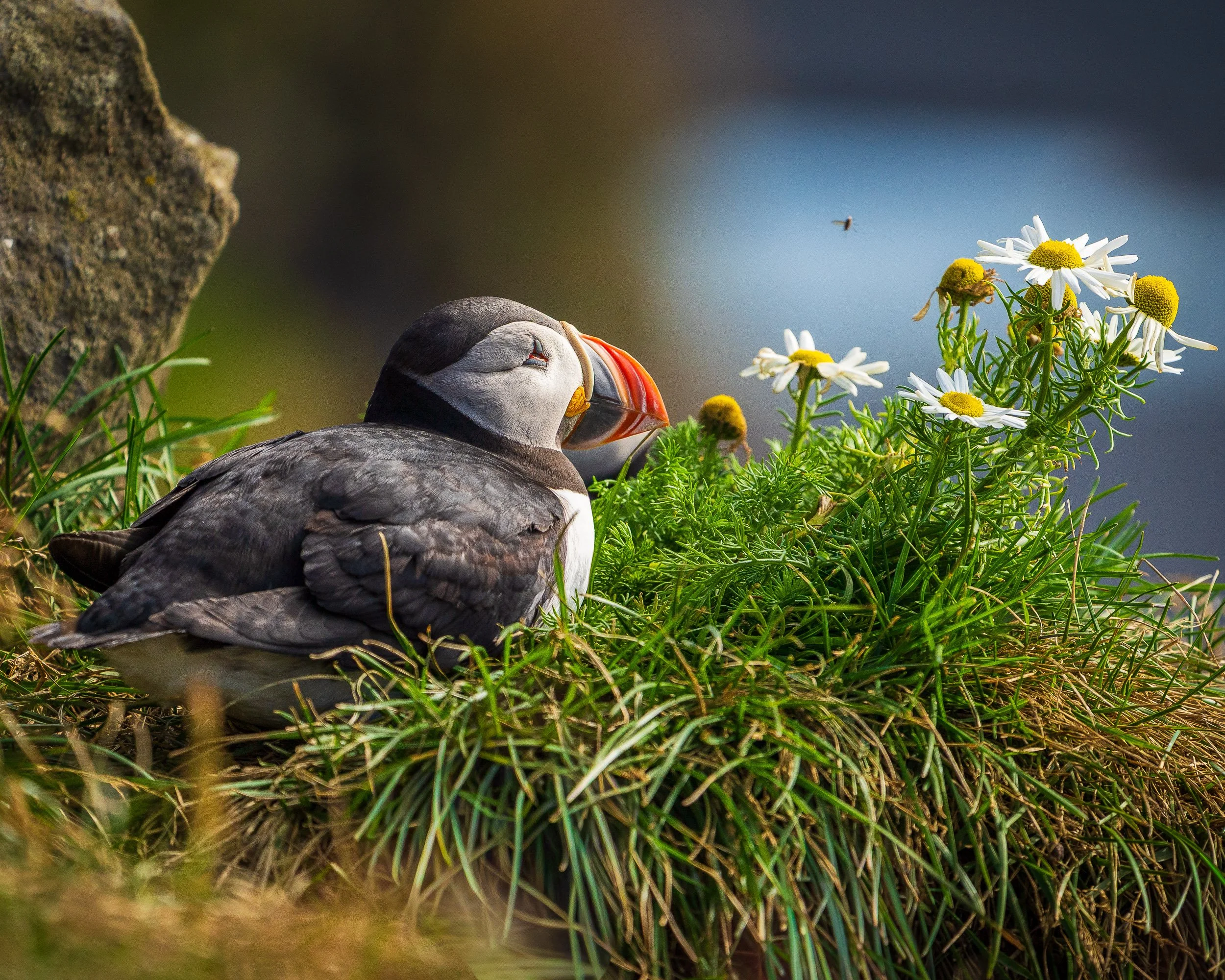 Carol_Chabot_Icelandic Pastoral Puffin($250).jpg