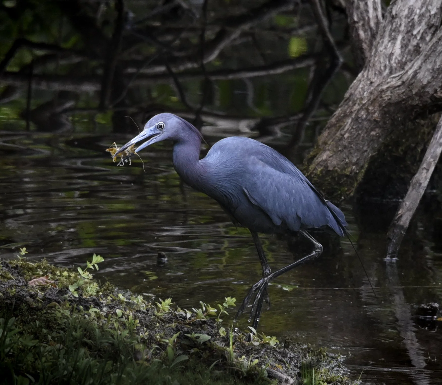 Little Blue by Eric Klos