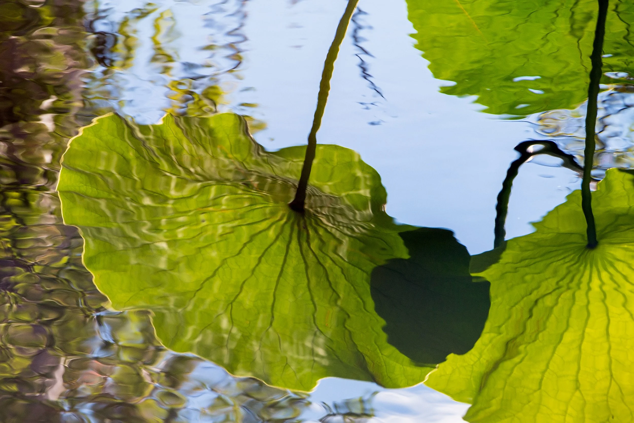 Lotus Leaves by Linda LaParle