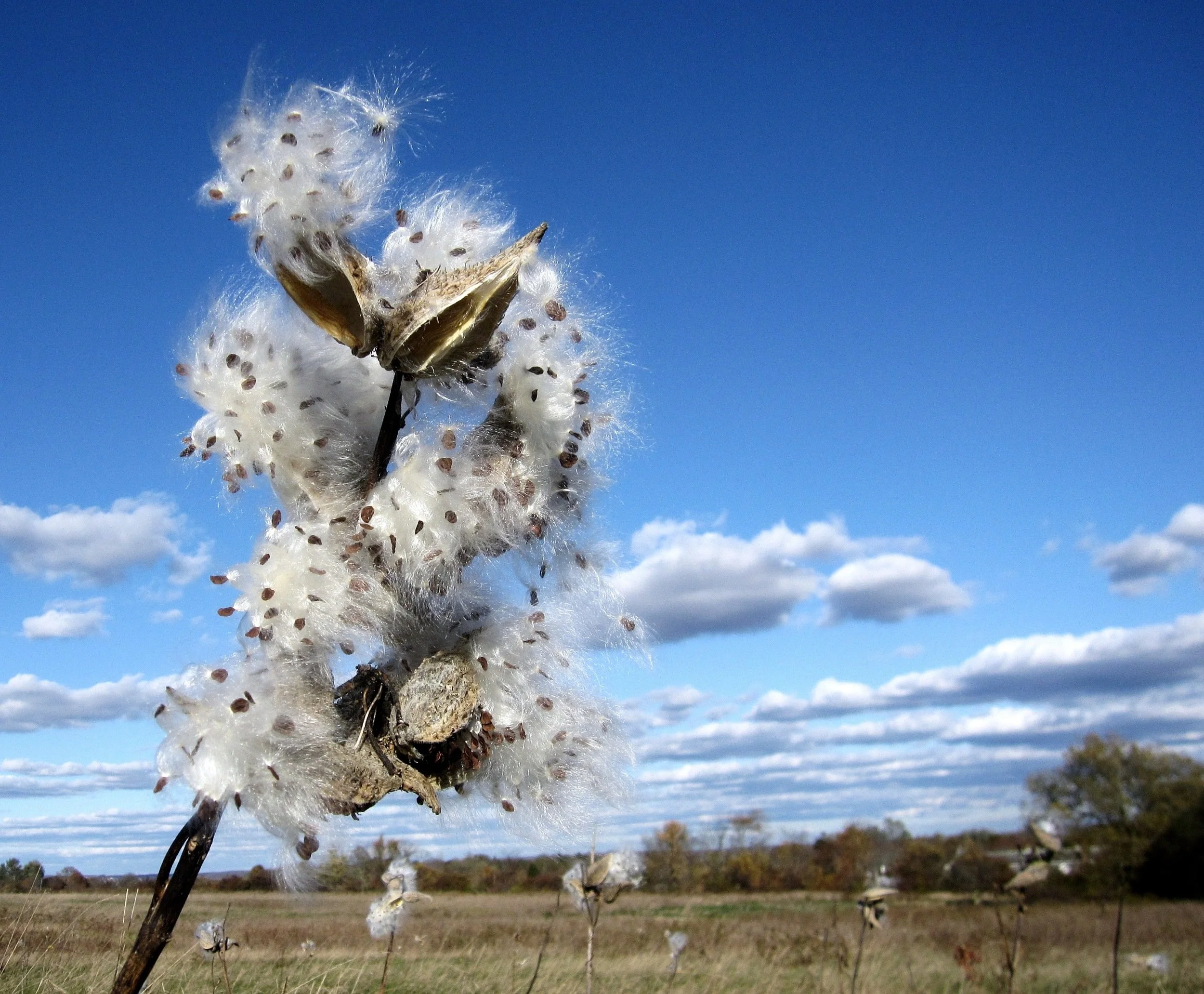 Kerry_Hood_Milkweed Clouds($300).jpg