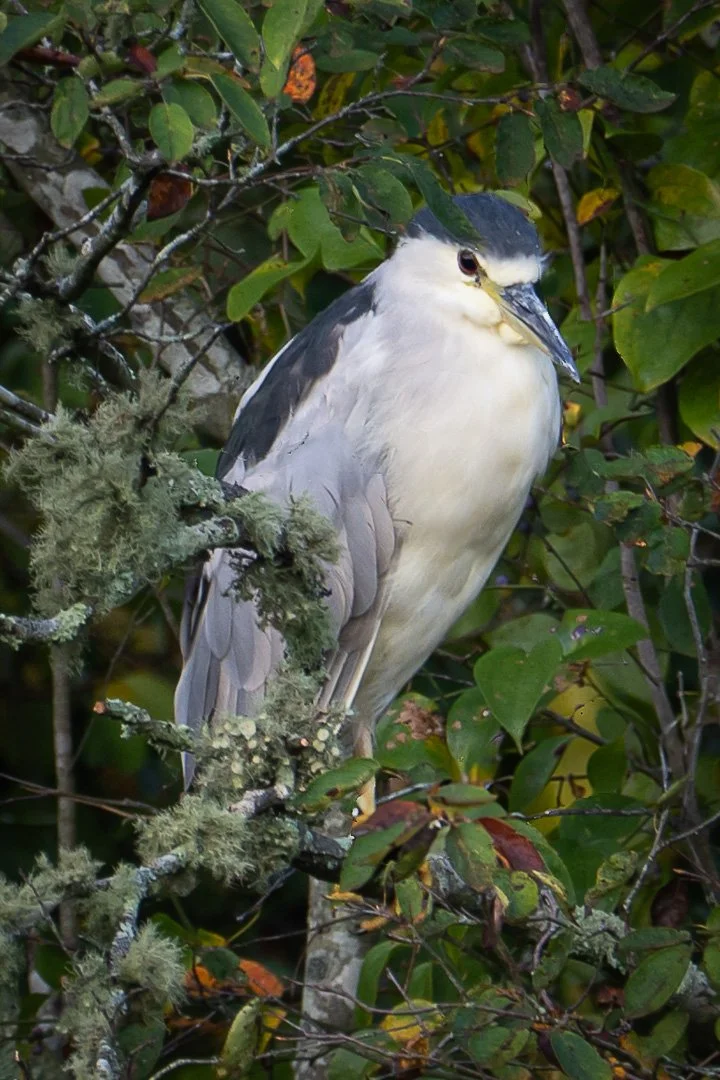 Nancy_Tynan_Adult Black Crested Night Heron($250).jpg