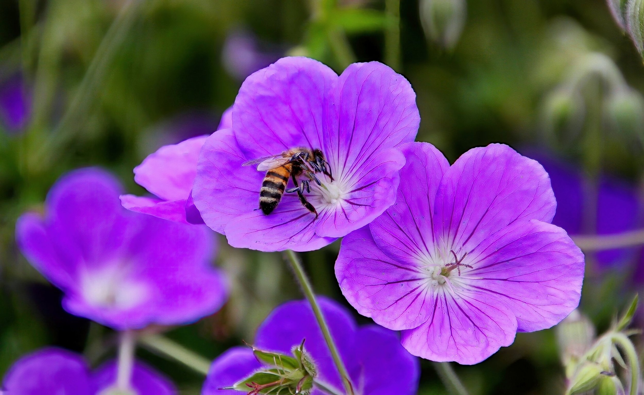 Peter_MacInnis_Honey Bee at Work($150).jpg