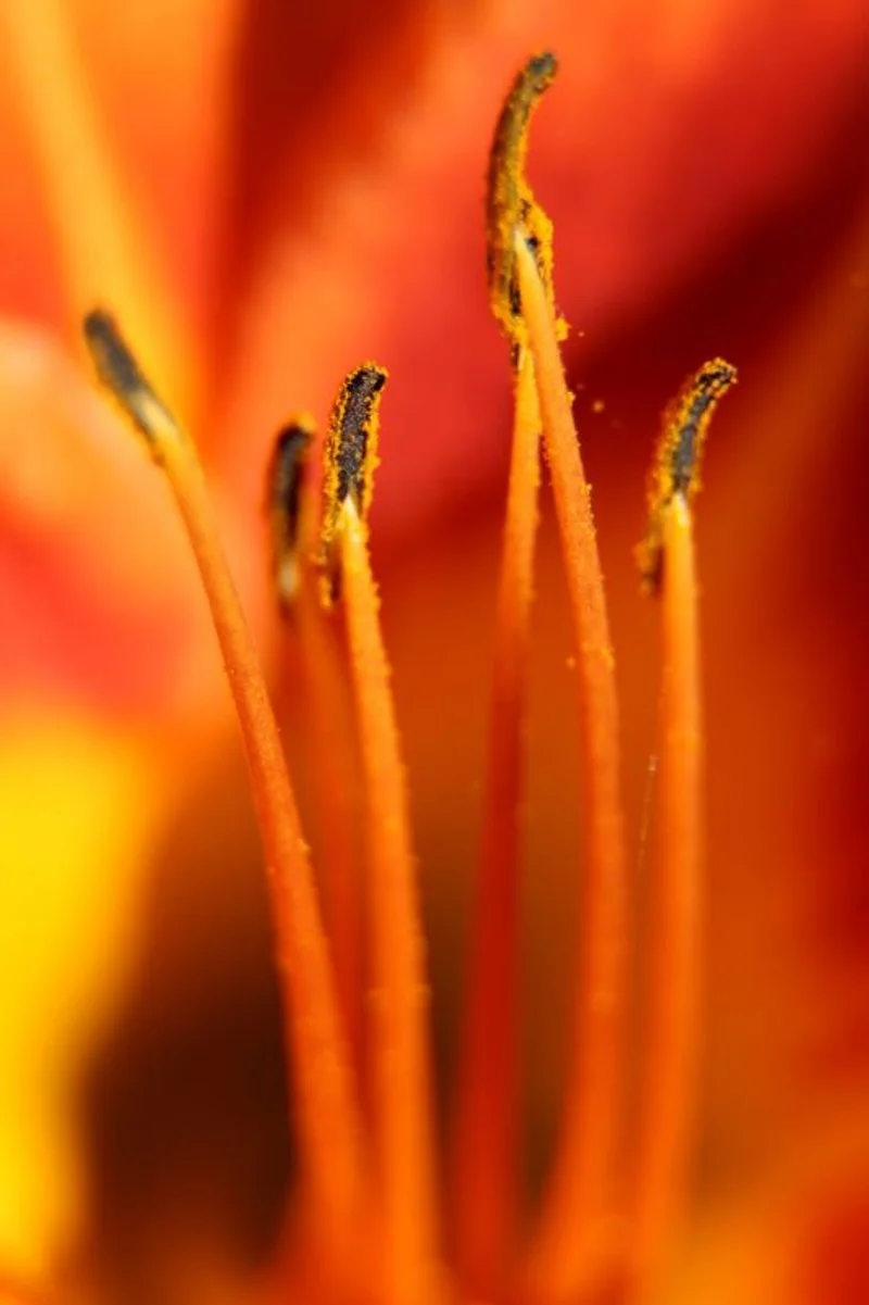 Stamens by Marilyn Moffatt