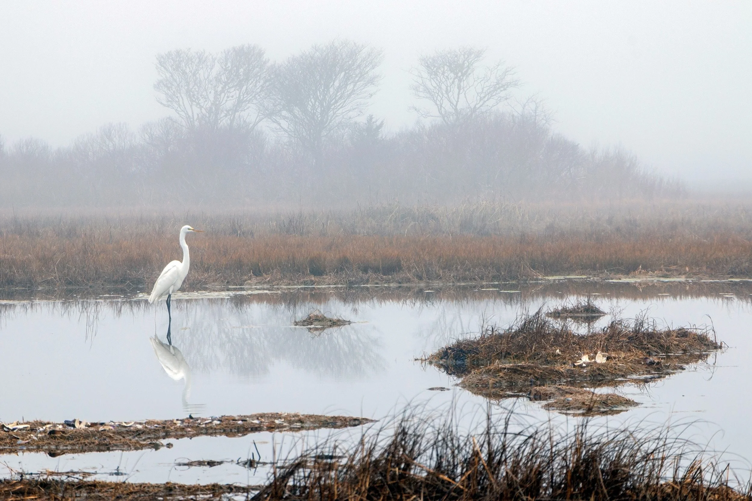 Foggy Morning by Linda LaParle
