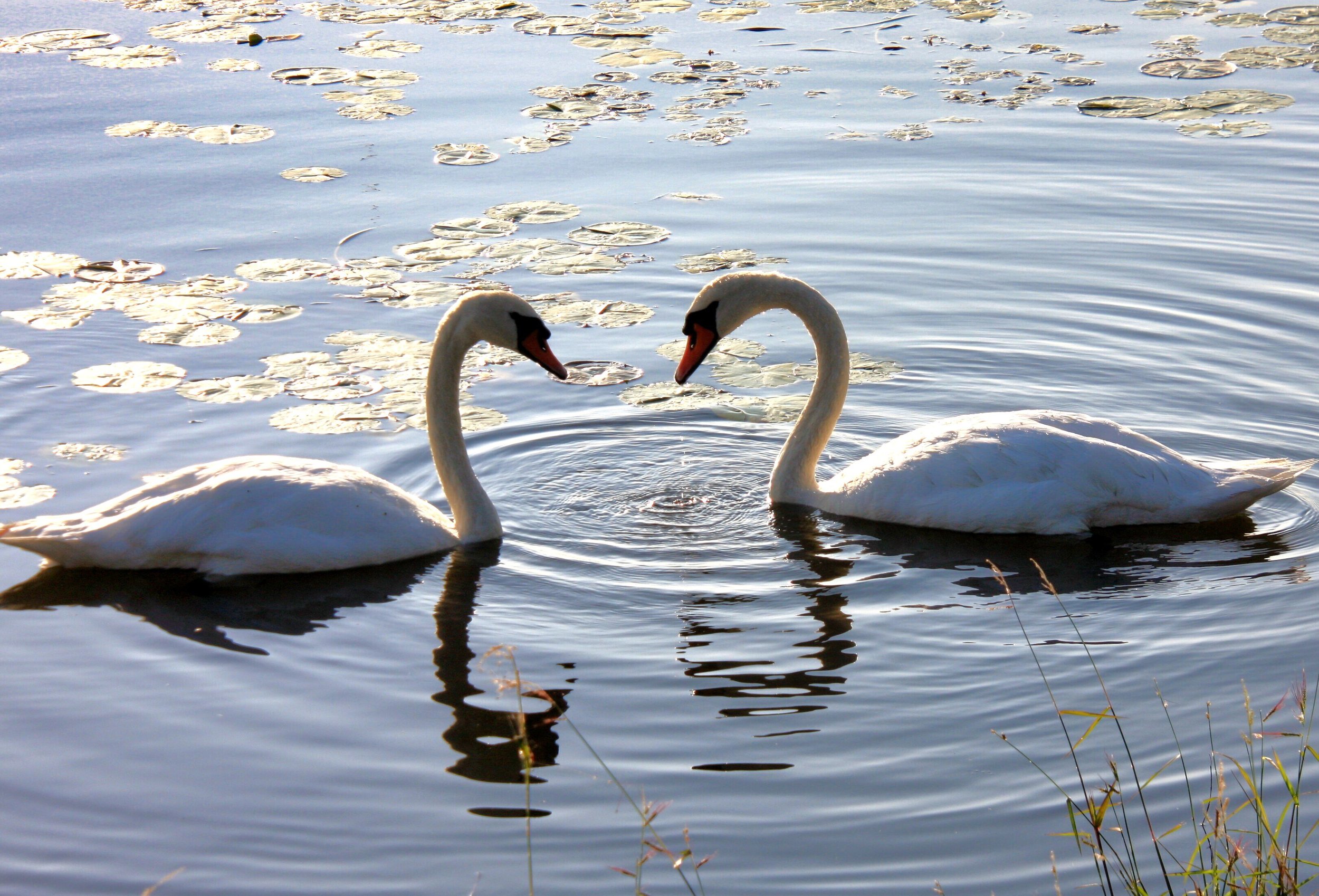Swans in Love by Peter MacInnis