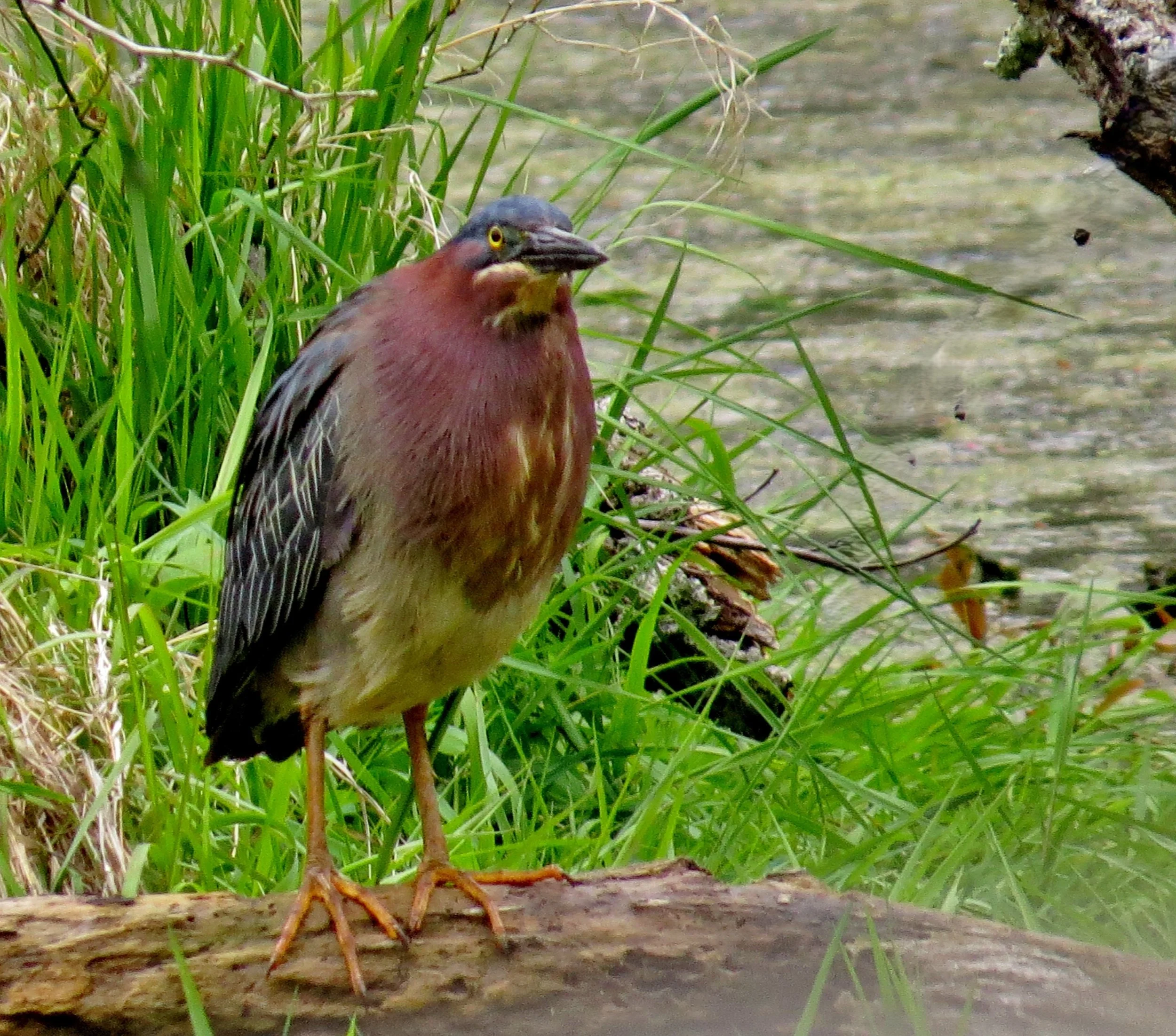 Marilyn_Moffatt_Green Heron in a Marsh($150).jpg