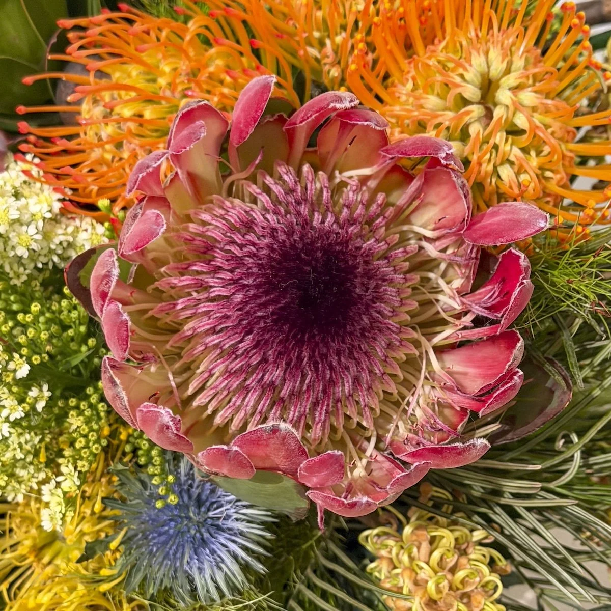 JR_Lynch_Protea($450).jpg