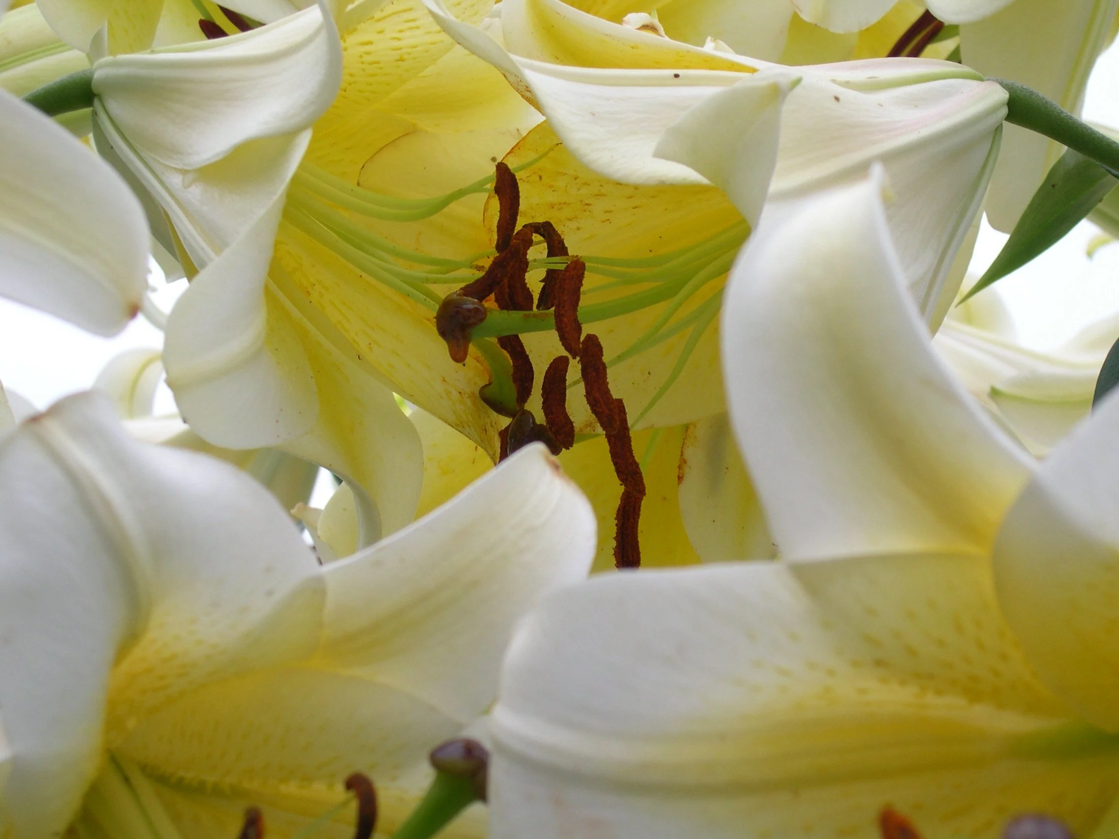 Lilly by Robert Hurd