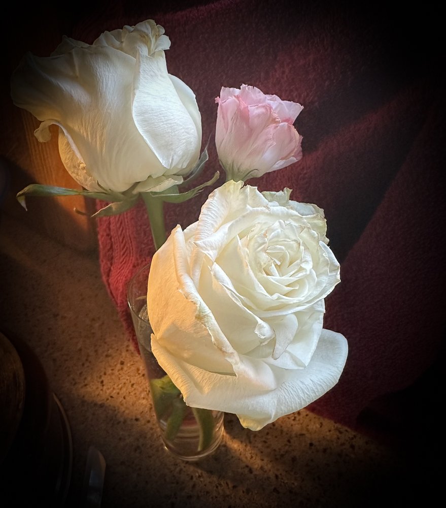 Rose by Sylvia Hampton