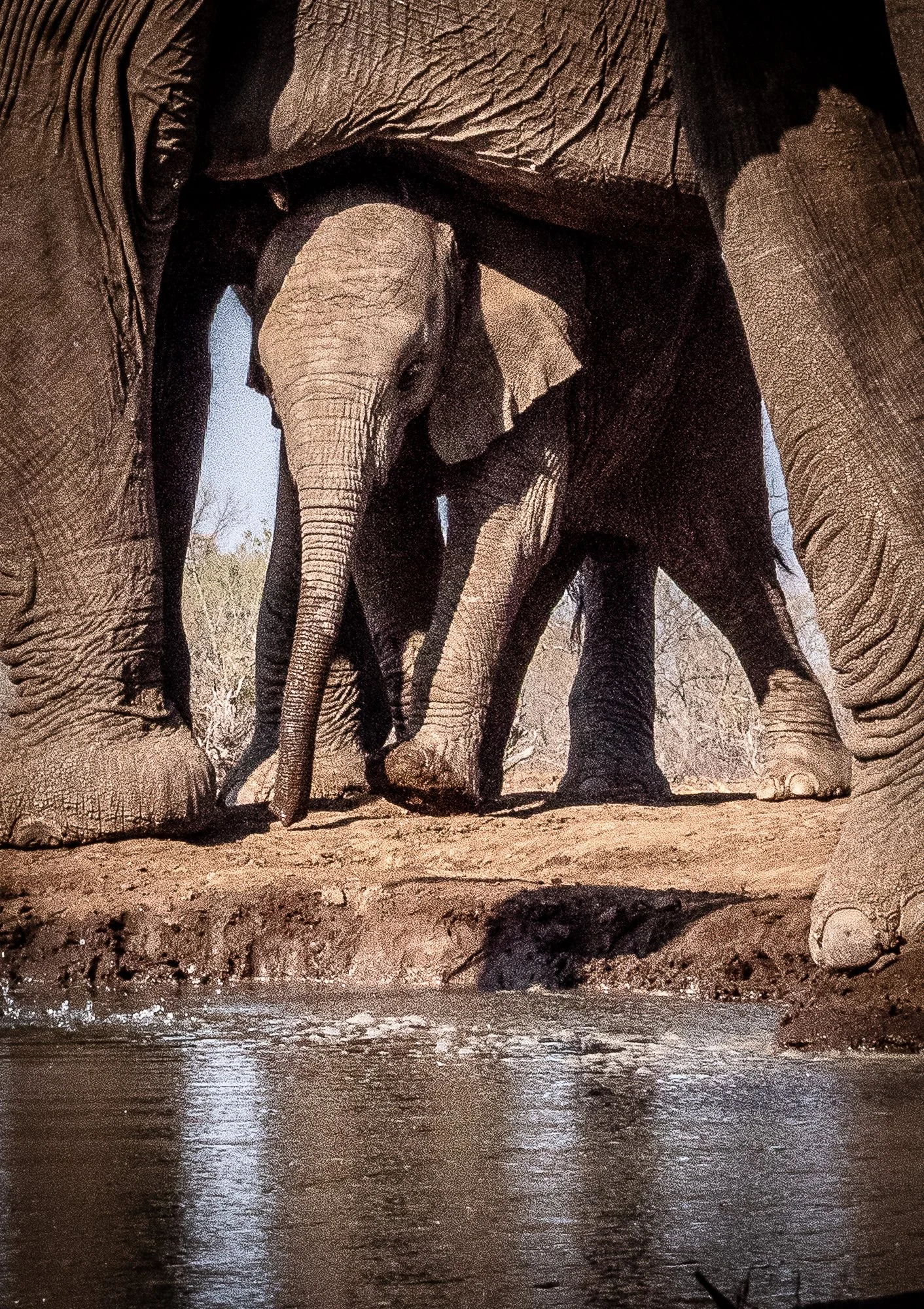 Baby's Hat (Botswana) by Carole Kenny