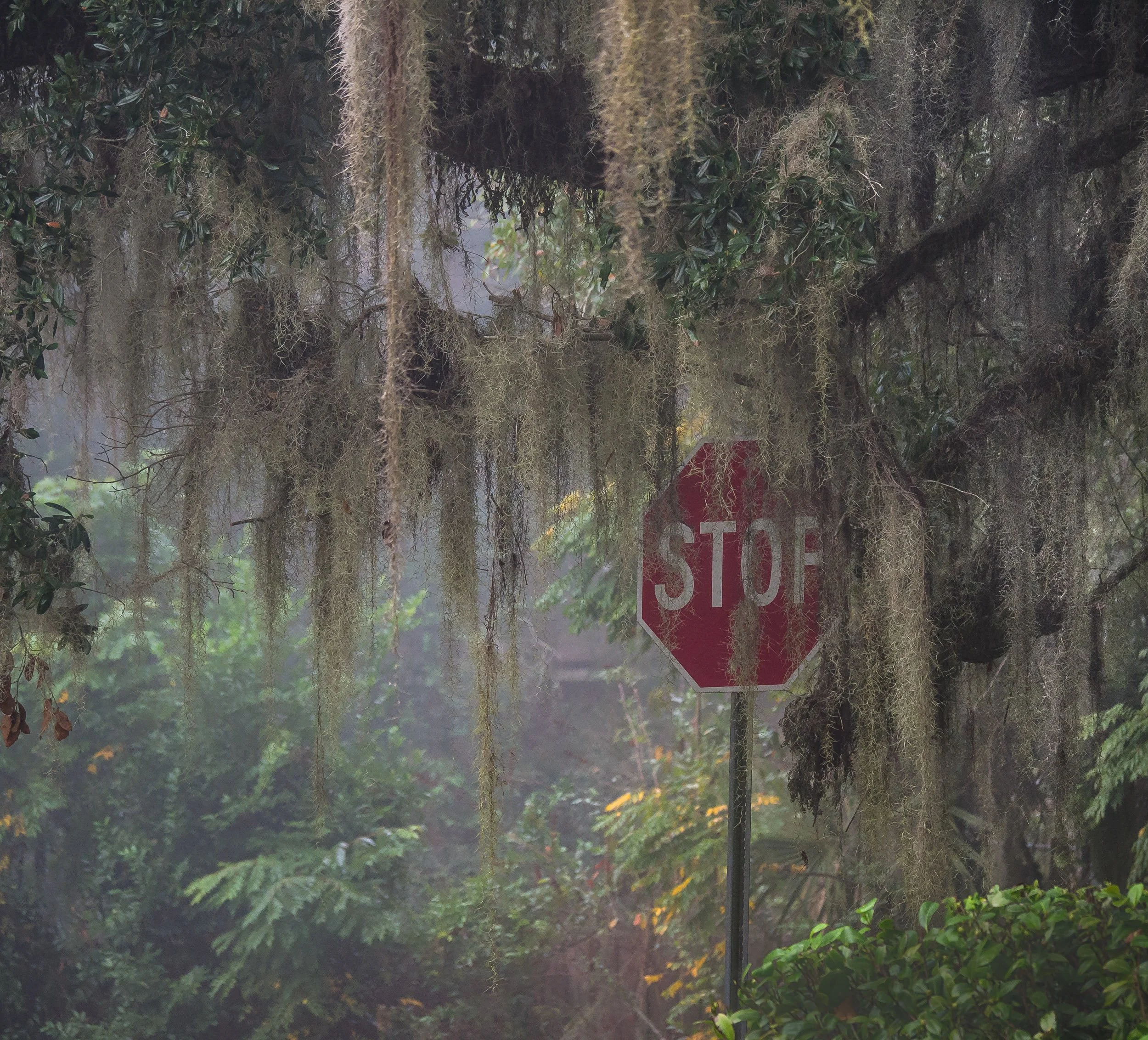 Proceed With Caution by Jane Viti