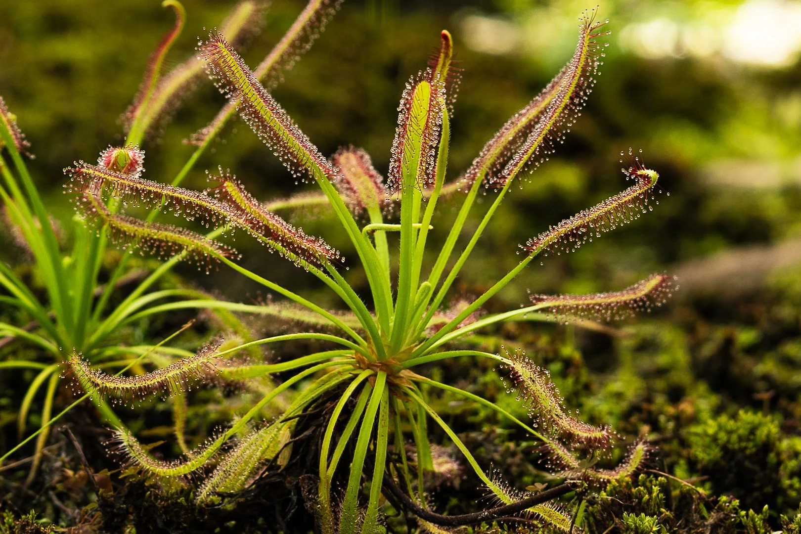Jeffrey_Reynolds_Sundew($150).jpg