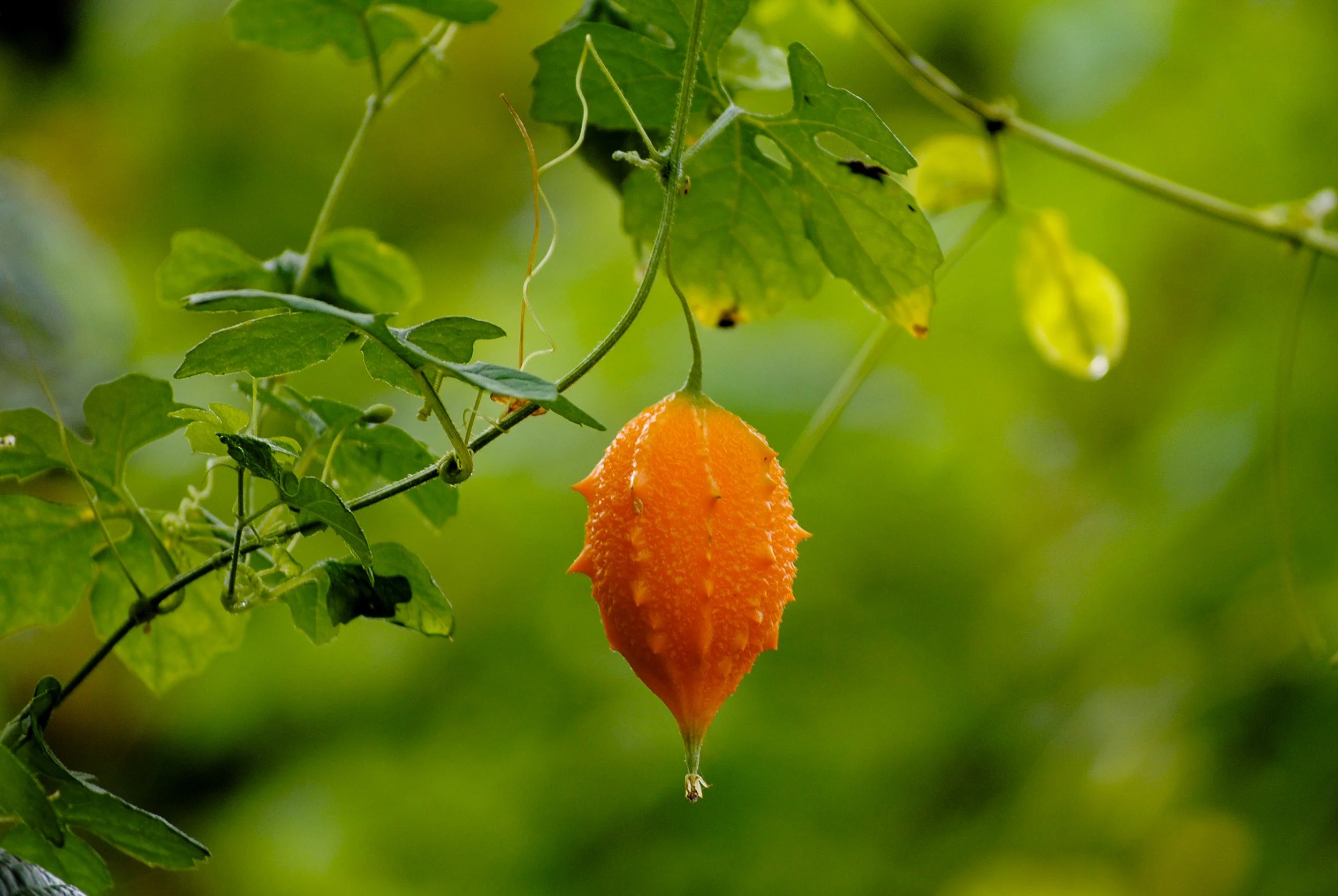 Emily_Duwan_Hanging Fruit($175).jpg