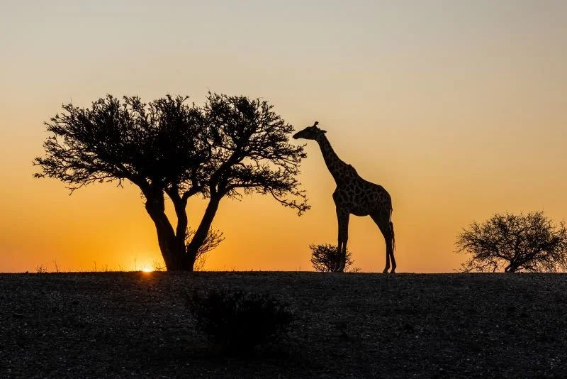 Sunset by Frank Leith