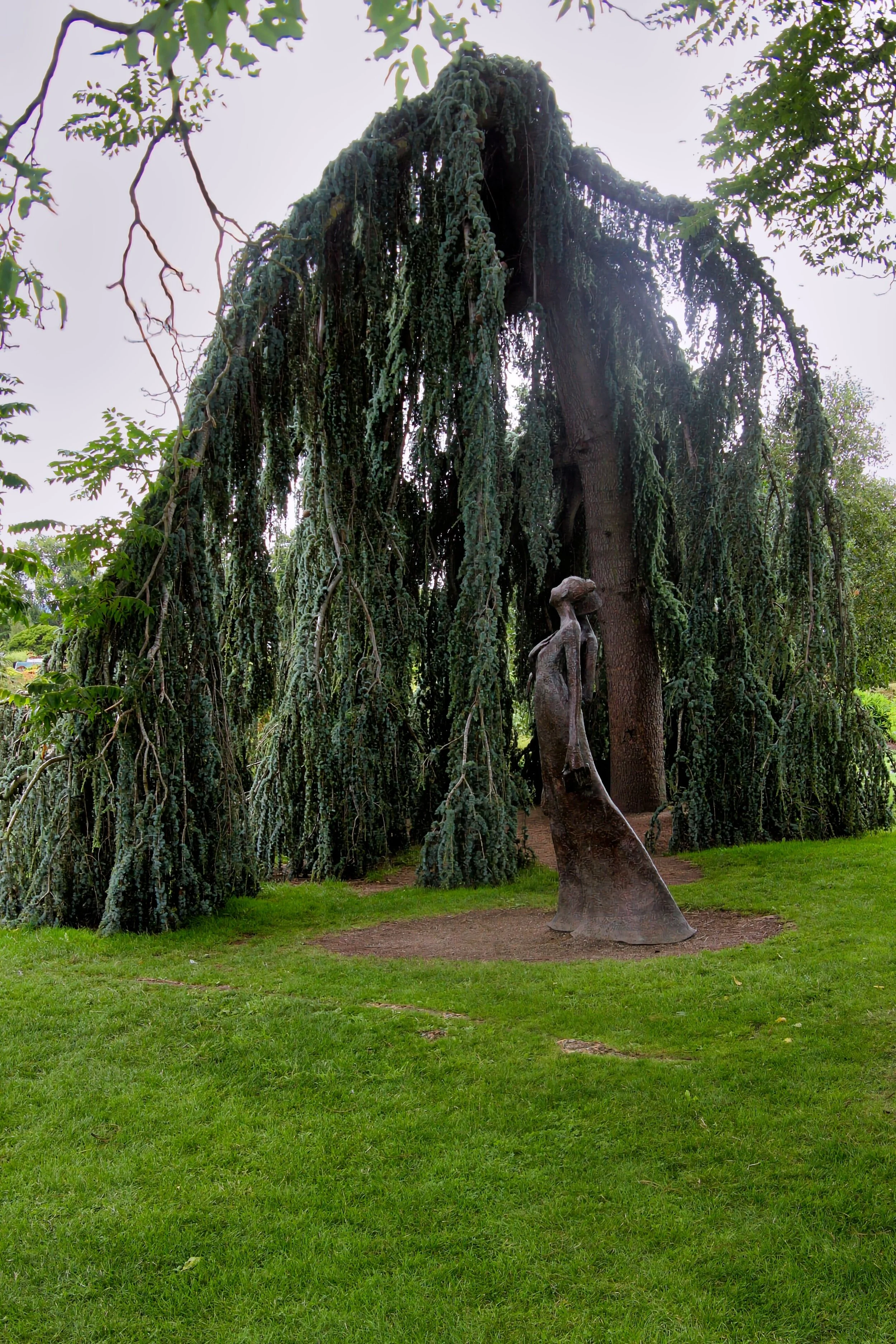 Weeping Atlas Cedar at Botanical Gardens (Dublin, Ireland) by Peter MacInnis