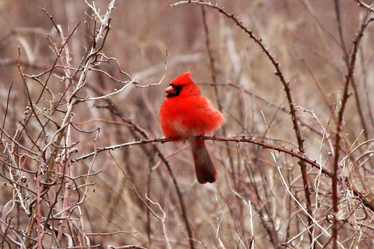 Red Cardinal in Winter by Murray Norcross