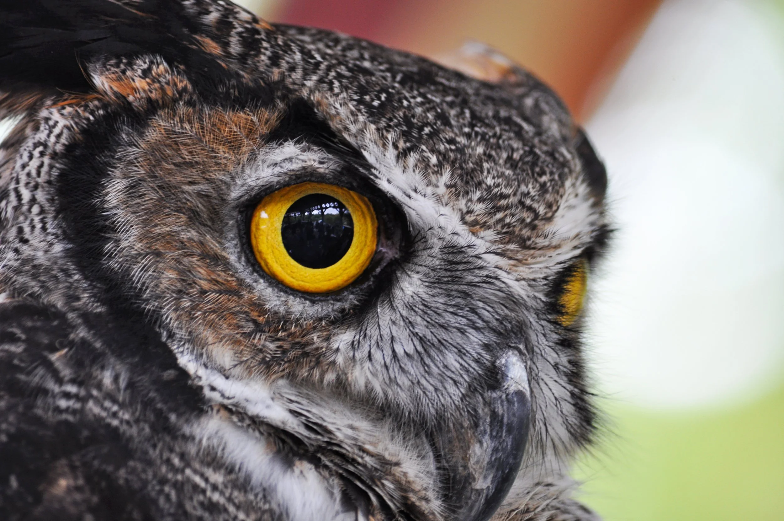 Watchful Eye of the Owl by Veronica Bruno