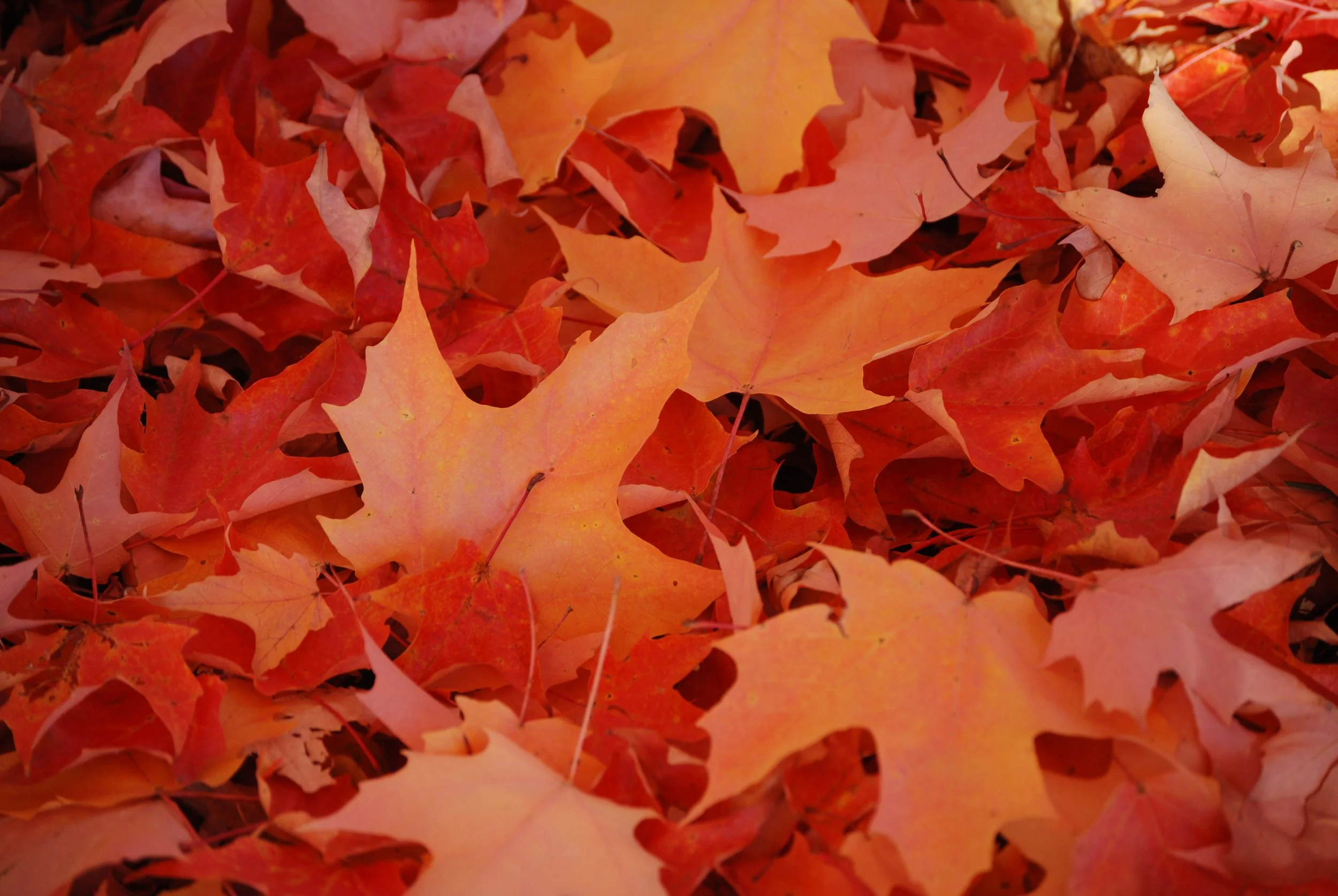 Fall Leaves by Robert Hurd