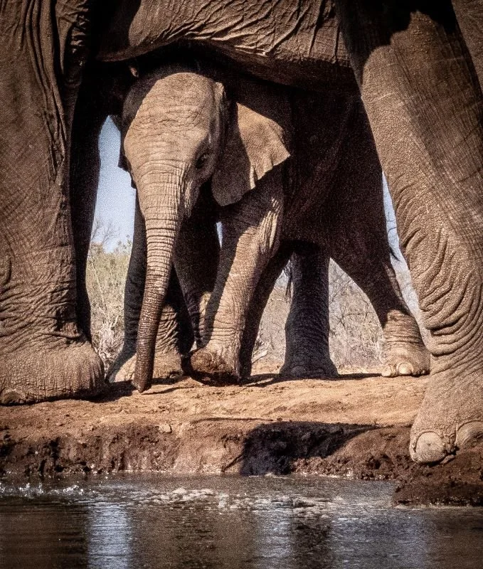 Under Mom by Carole Kenny